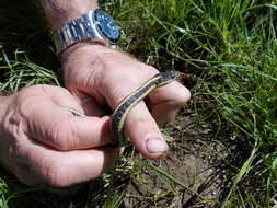 Image of Thamnophis atratus zaxanthus Boundy 1999