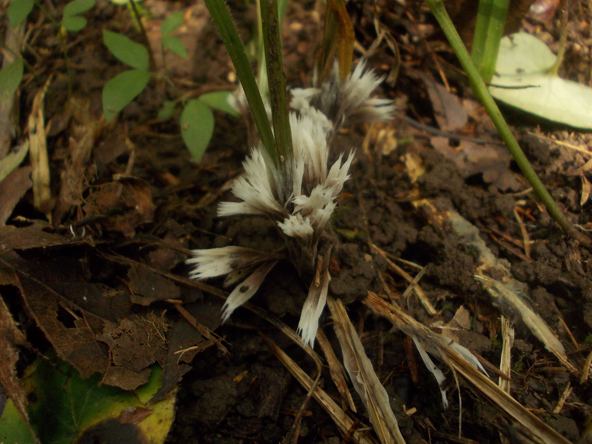 صورة Thelephora penicillata (Pers.) Fr. 1821