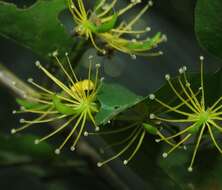 Image de Swartzia arborescens (Aubl.) Pittier