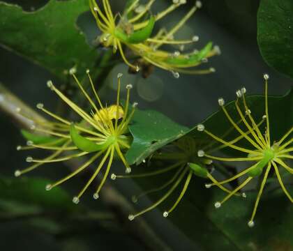 Imagem de Swartzia arborescens (Aubl.) Pittier