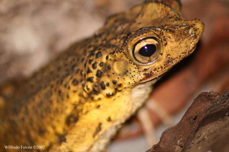 Image of Puerto Rican crested toad