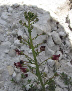 Scrophularia cretacea Fisch. resmi