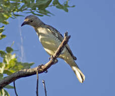 Image of Spotted Bowerbird