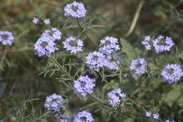 Image of Glandularia venturii (Moldenke) Botta