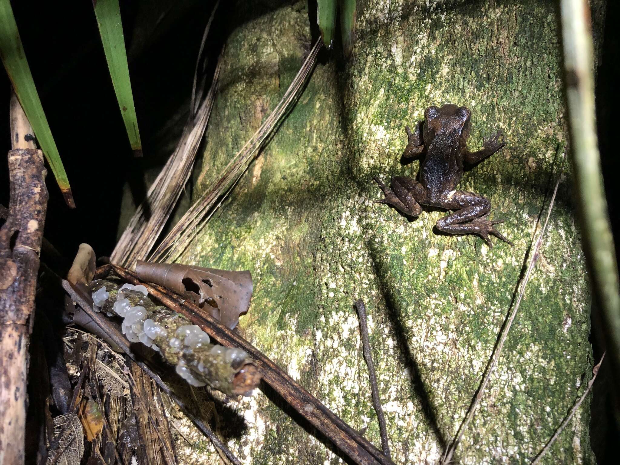 Image of New Zealand primitive frogs