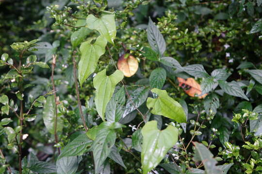 Image of Dioscorea seriflora Jum. & H. Perrier