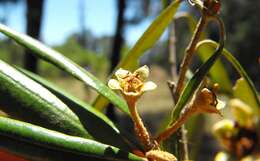 Image de Ricinocarpos ledifolius F. Muell.