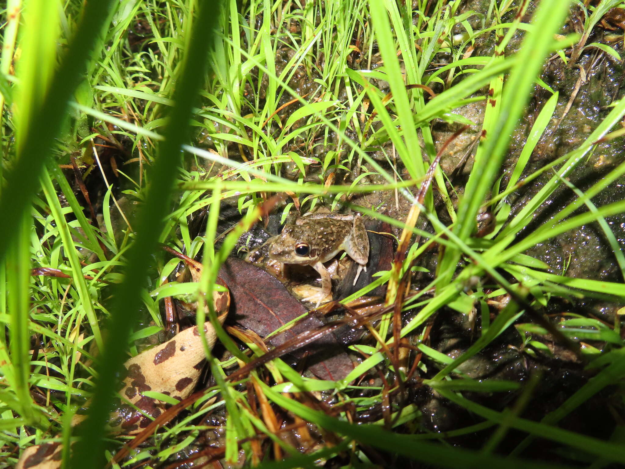 Plancia ëd Litoria inermis (Peters 1867)