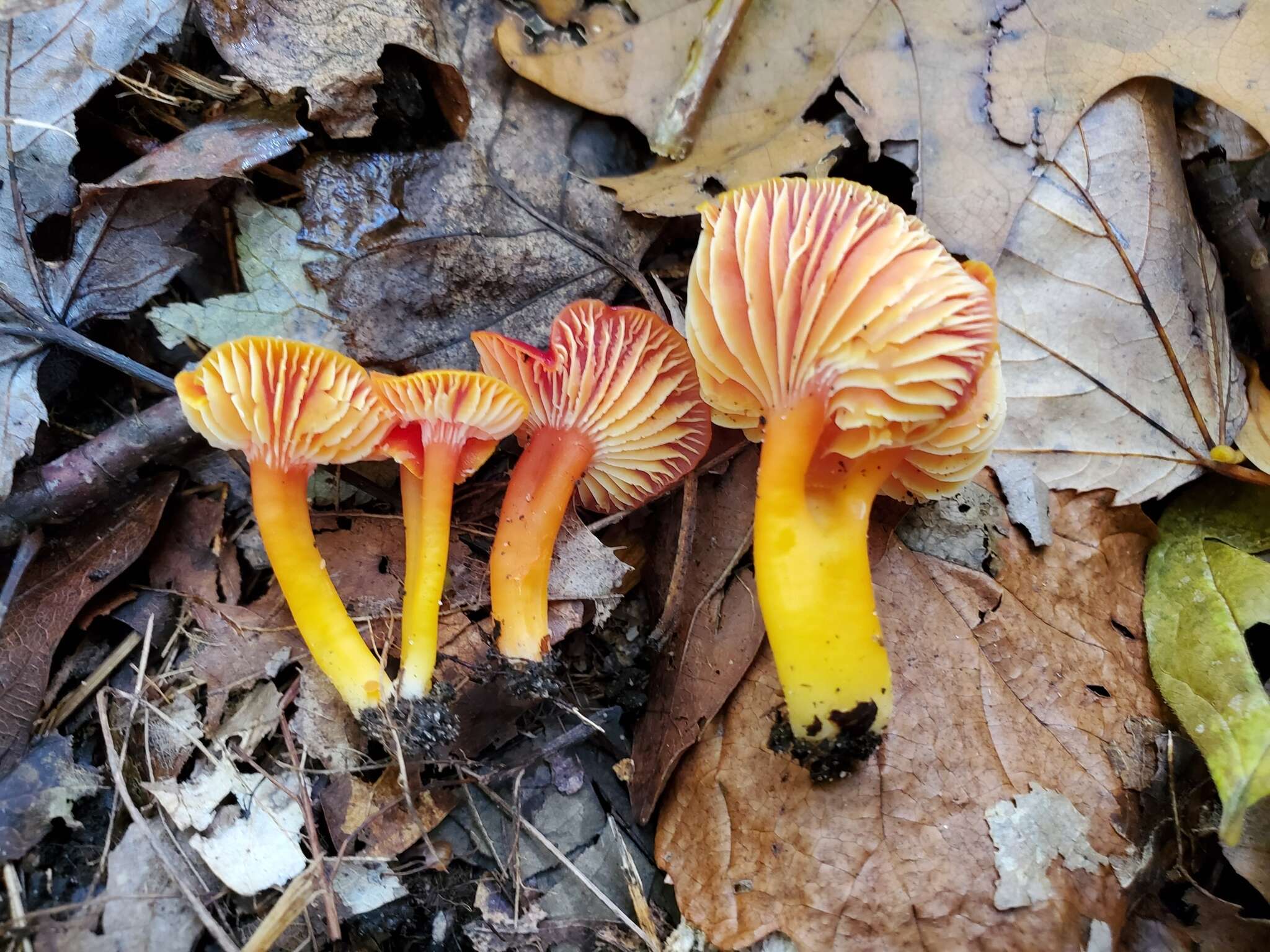 Image de Hygrocybe marchii (Bres.) Singer 1951