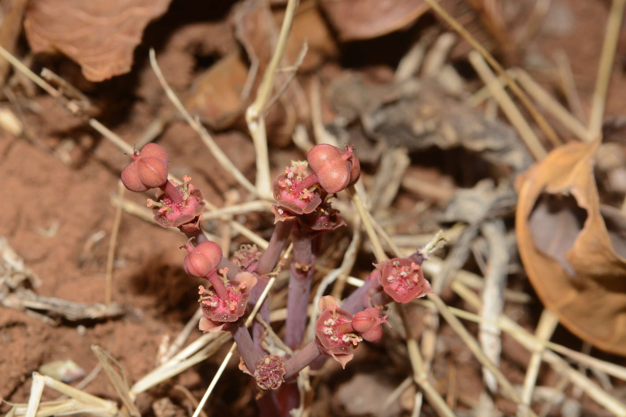 Image of Euphorbia fusiformis var. khandallensis (Blatt. & Hallb.) Binojk. & N. P. Balakr.