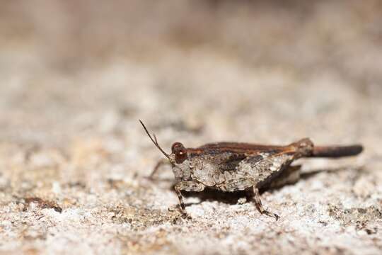 Image of Hooded Grouse Locust