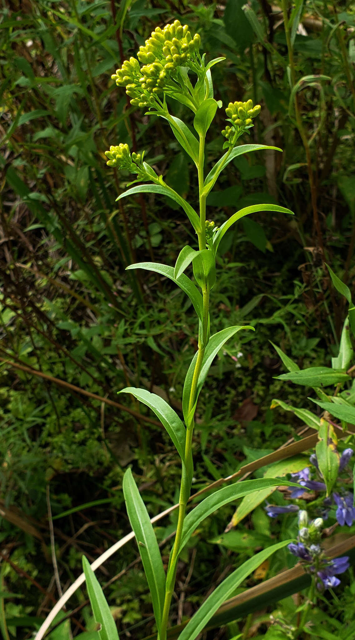 Image of Riddell's Goldenrod