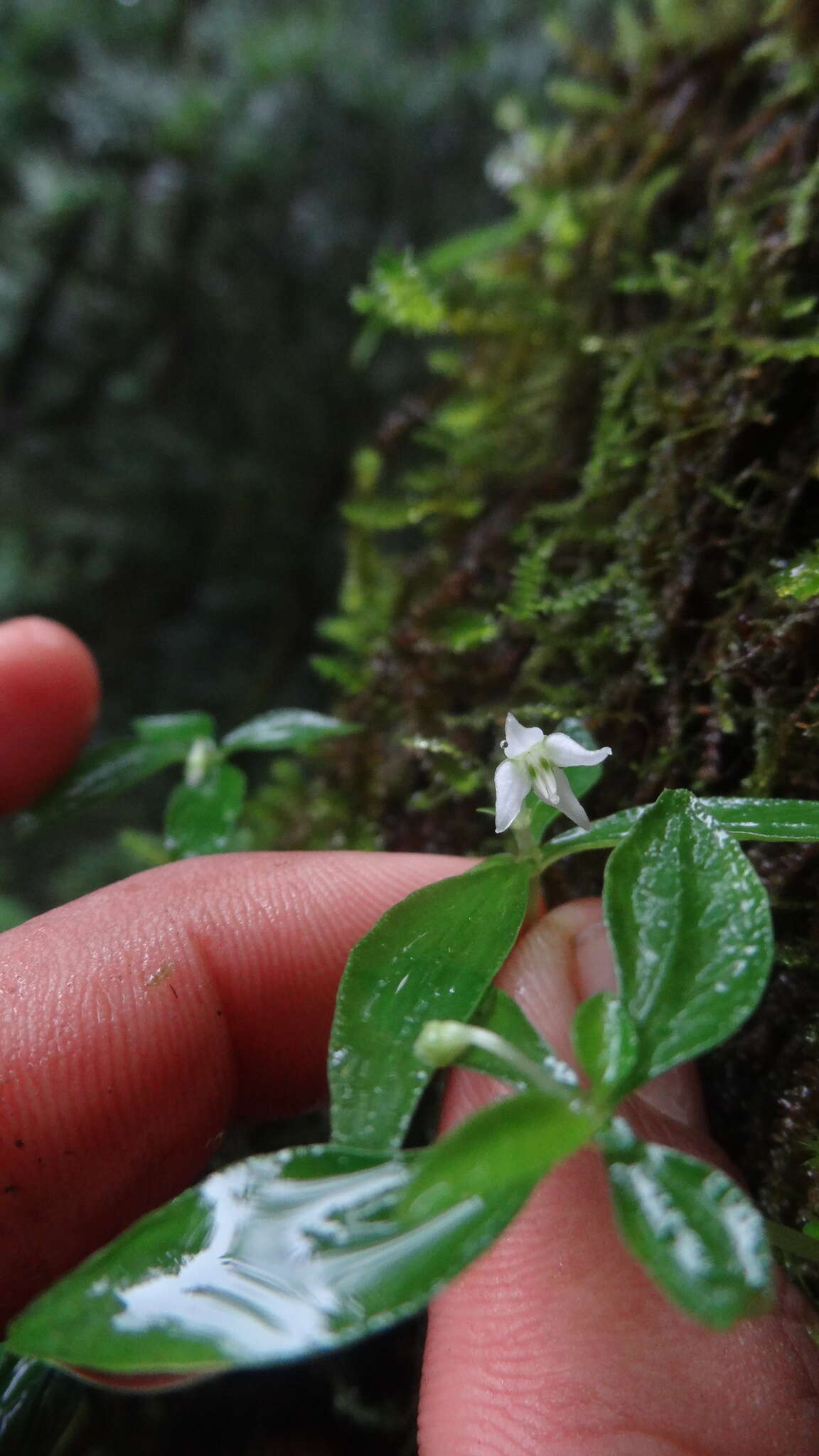 Argostemma verticillatum Wall. resmi