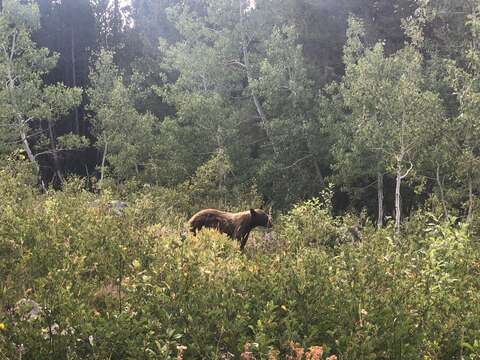 Image of Cinnamon bear