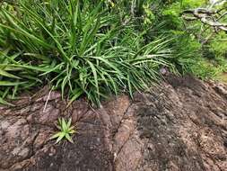 Image of Agave ortgiesiana (Baker) Trel.