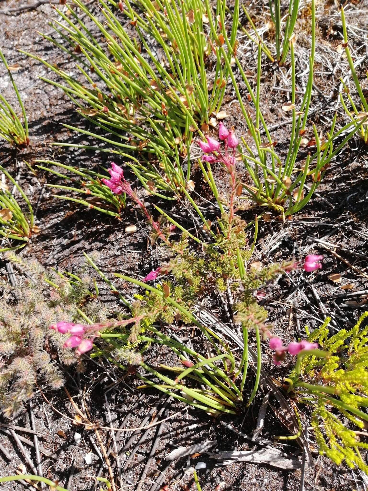 Image of Erica glutinosa Berg.