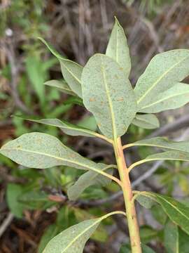 Image de Chrysomyxa rhododendri (DC.) de Bary 1879