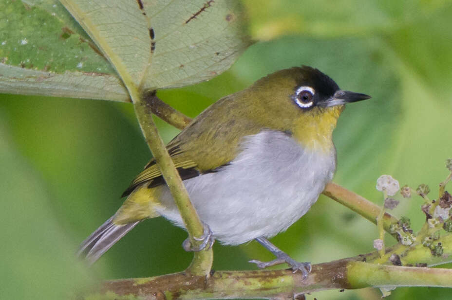 Image of Black-crowned White-eye