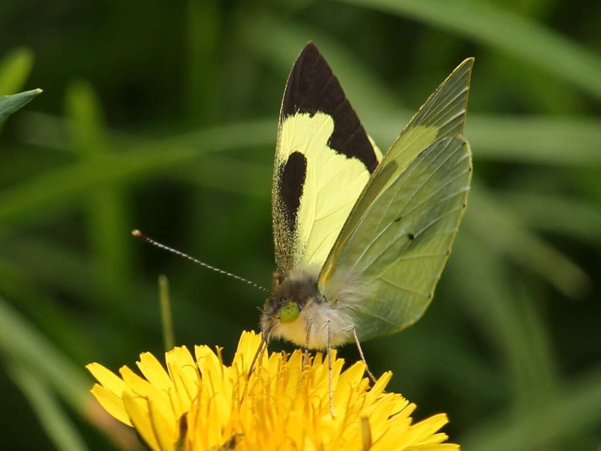 Plancia ëd Leptophobia eleone (Doubleday 1847)