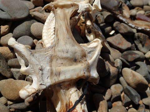 Image of New Zealand rough skate