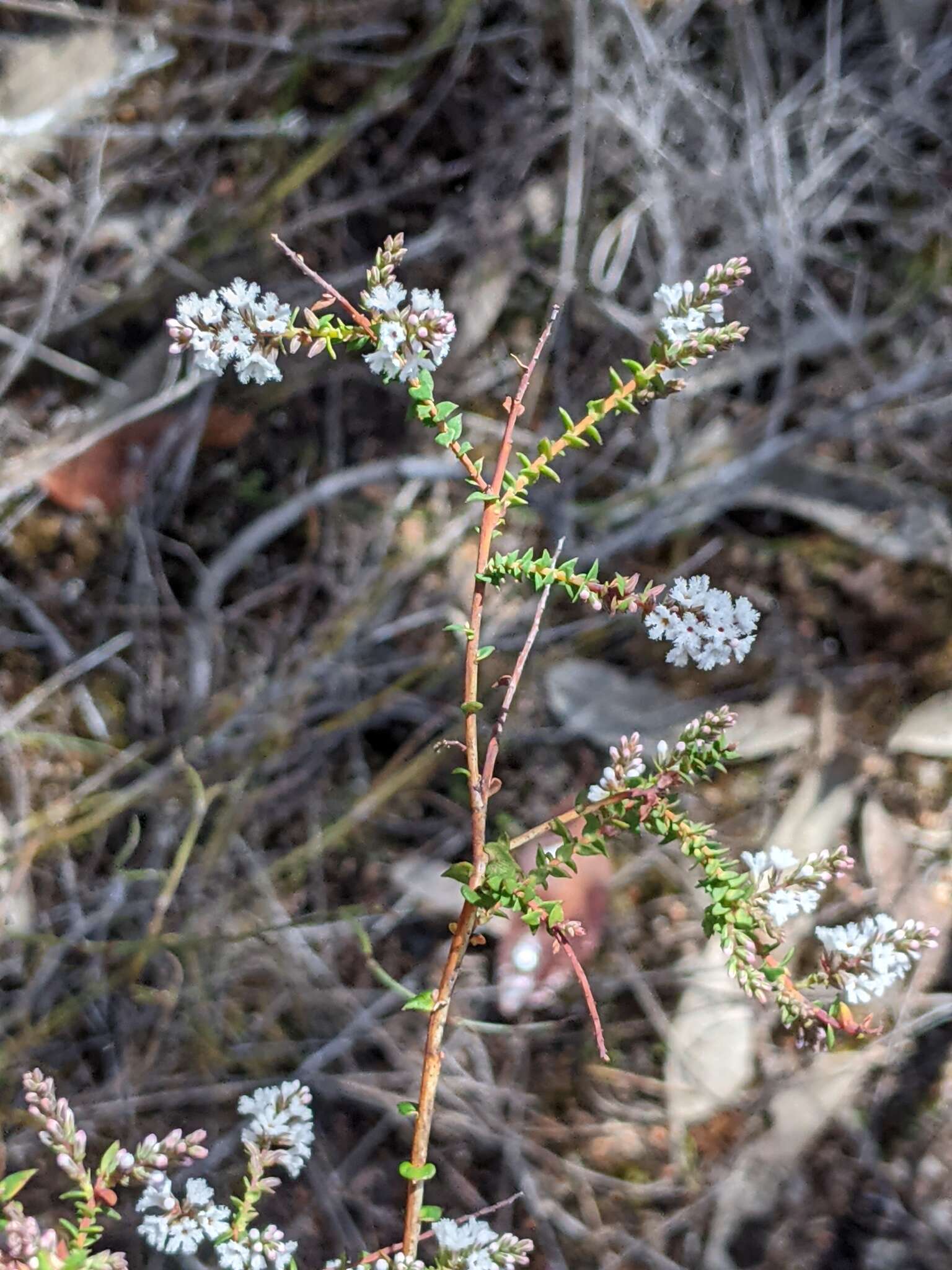 Image of Leucopogon glabellus R. Br.