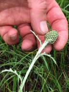 Image de Cirsium flodmanii (Rydb.) Arthur