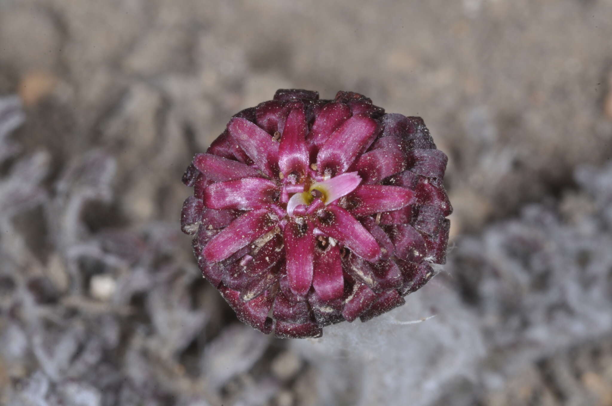 Leucheria purpurea (Vahl) Hook. & Arn. resmi