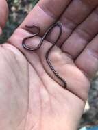 Image of White-headed Blind Snake