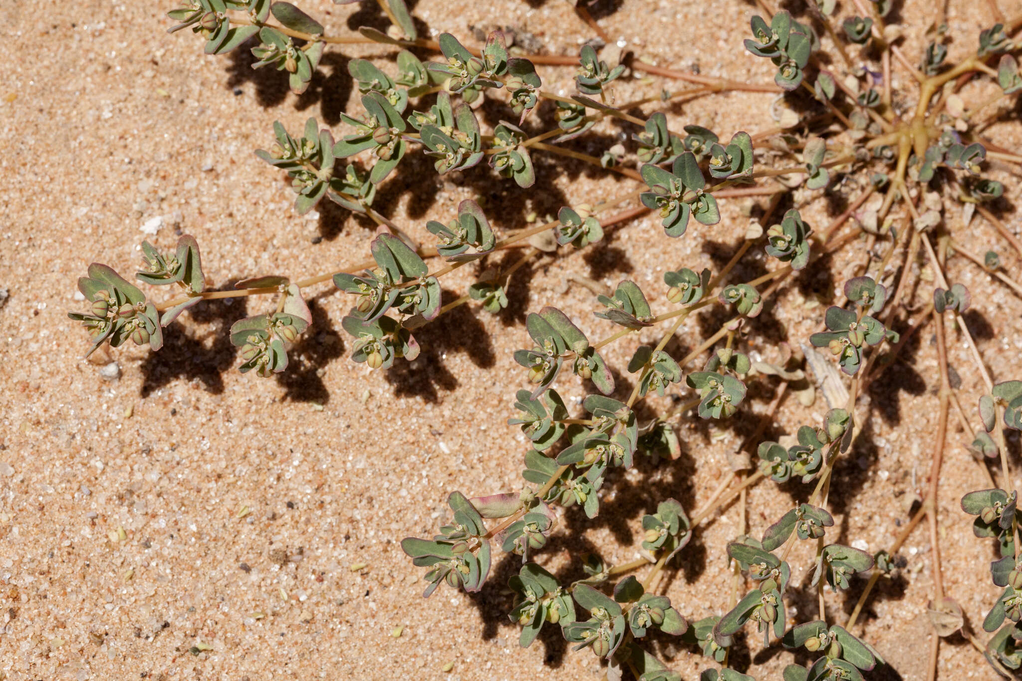 Image of ribseed sandmat