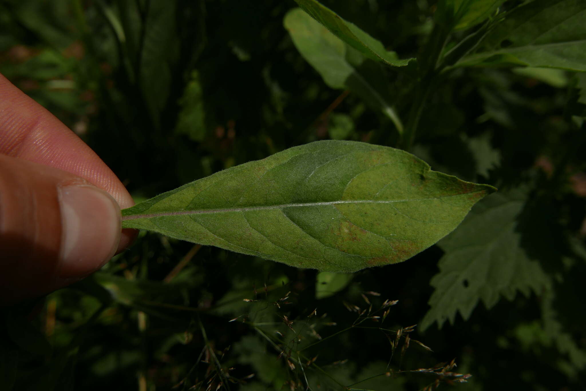 Image of Peronospora arthurii