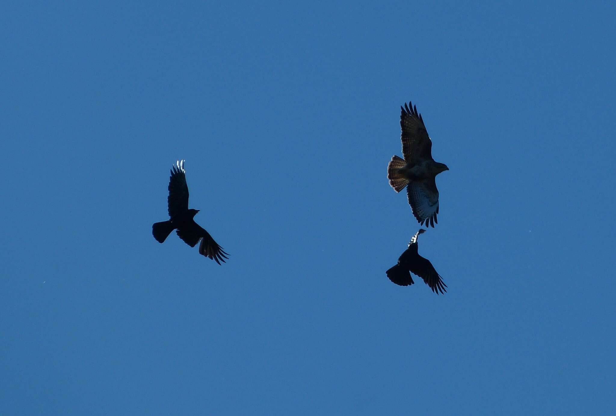 Image of Buteo buteo buteo (Linnaeus 1758)