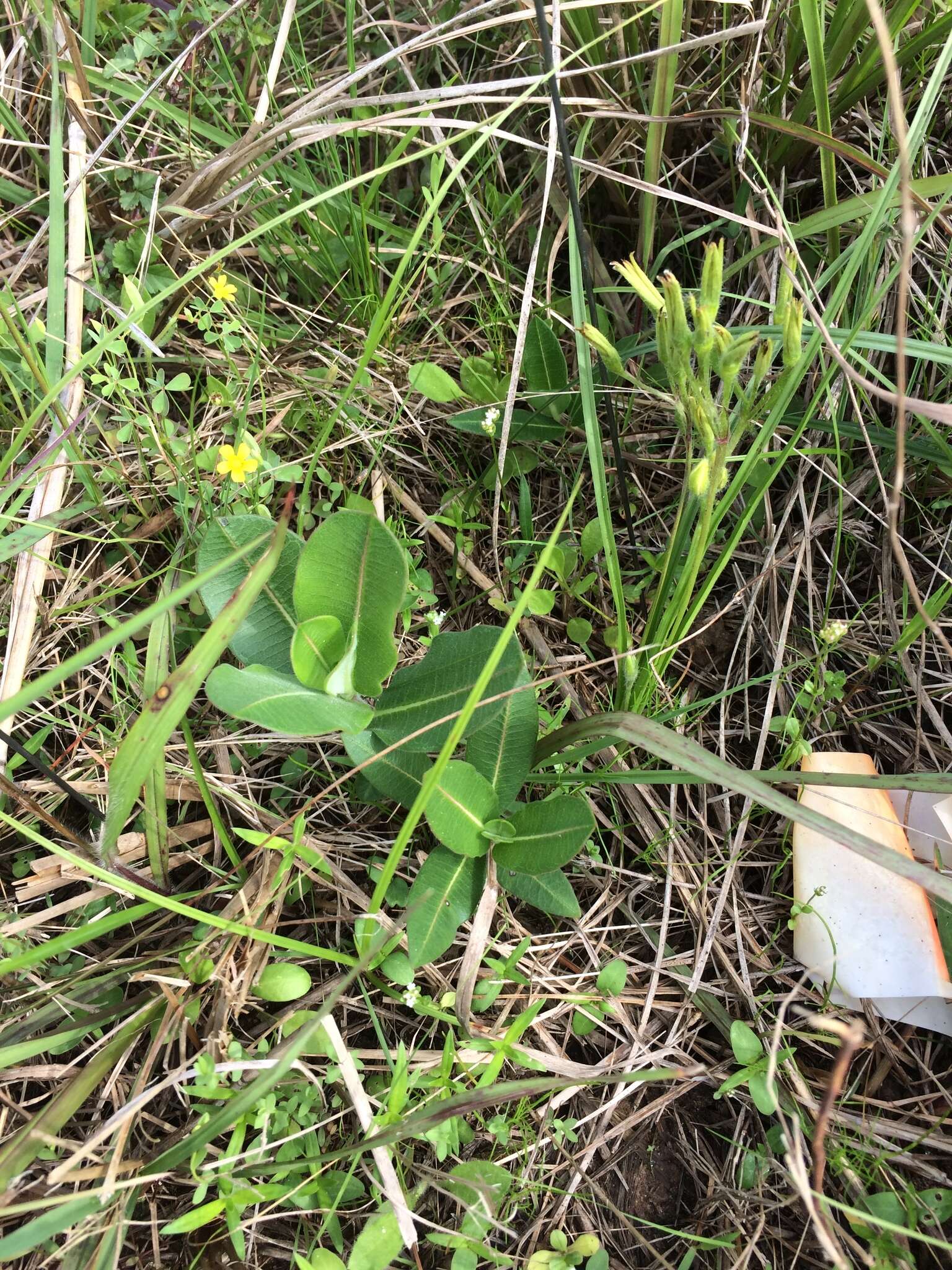 Image of pineland milkweed