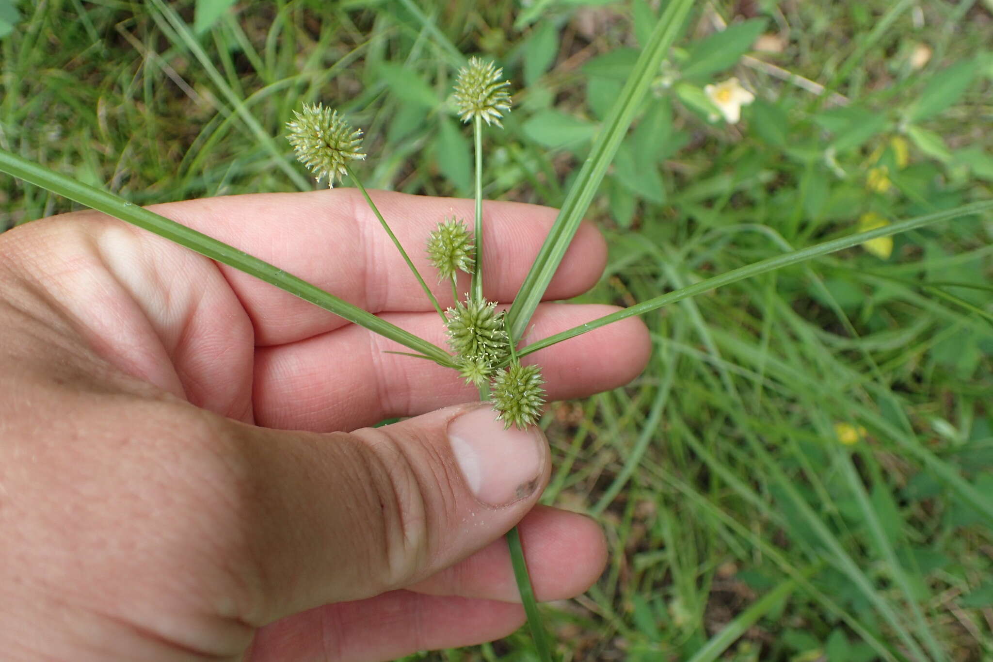 Image of globe flatsedge