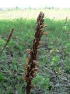Слика од Orobanche alsatica subsp. libanotidis (Ruprecht) Pusch
