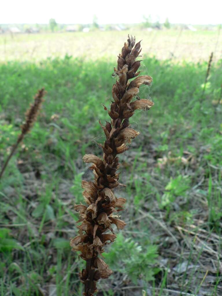 Слика од Orobanche alsatica subsp. libanotidis (Ruprecht) Pusch