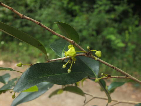 Alphonsea lutea (Roxb.) Hook. fil. & Thomson resmi