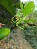 Daphniphyllum glaucescens Bl. resmi