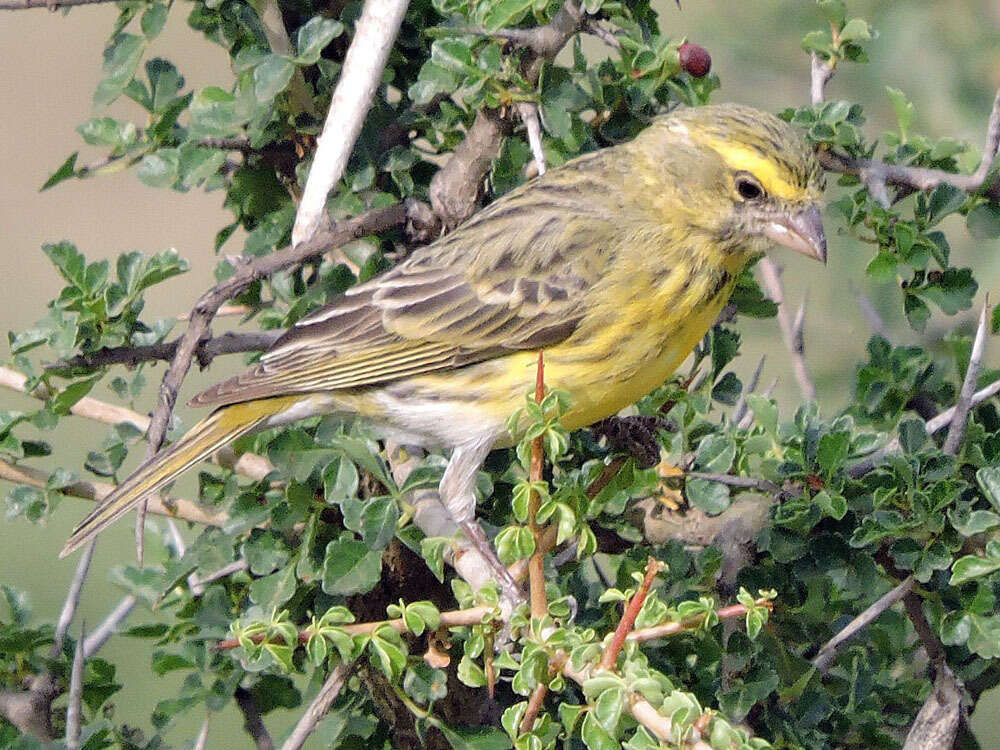 Image of White-bellied Canary