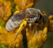 Image of Colletes ochraceus Swenk 1906