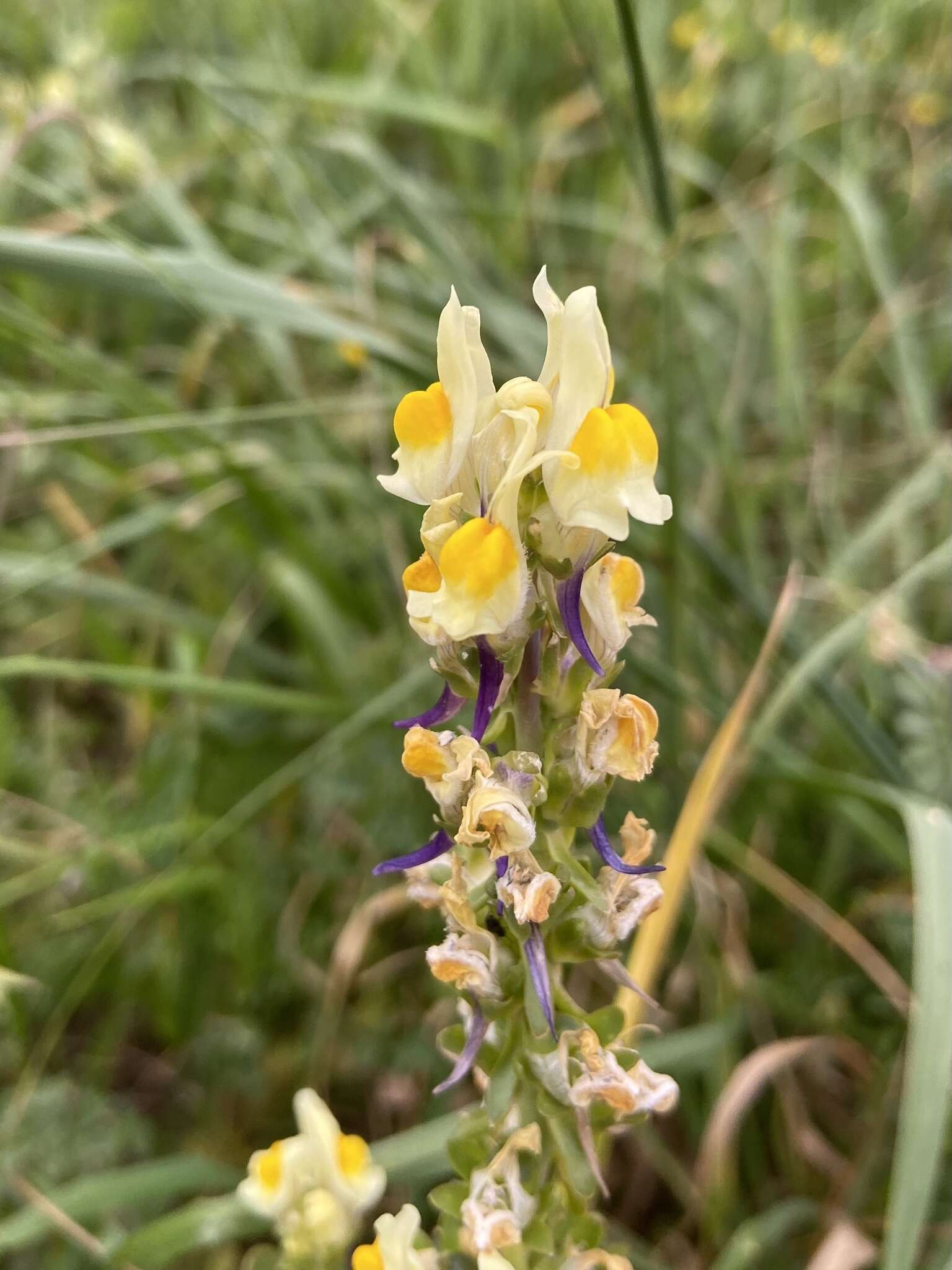 Image de Linaria triphylla (L.) Mill.