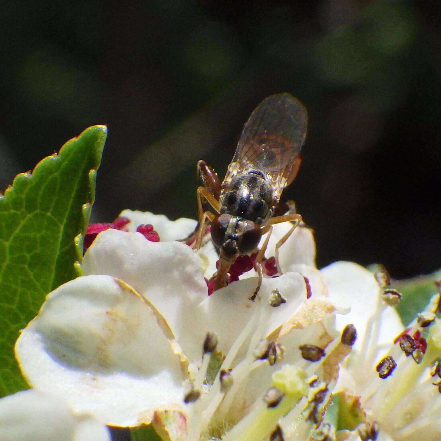 Plancia ëd Sphegina rufiventris Loew 1863