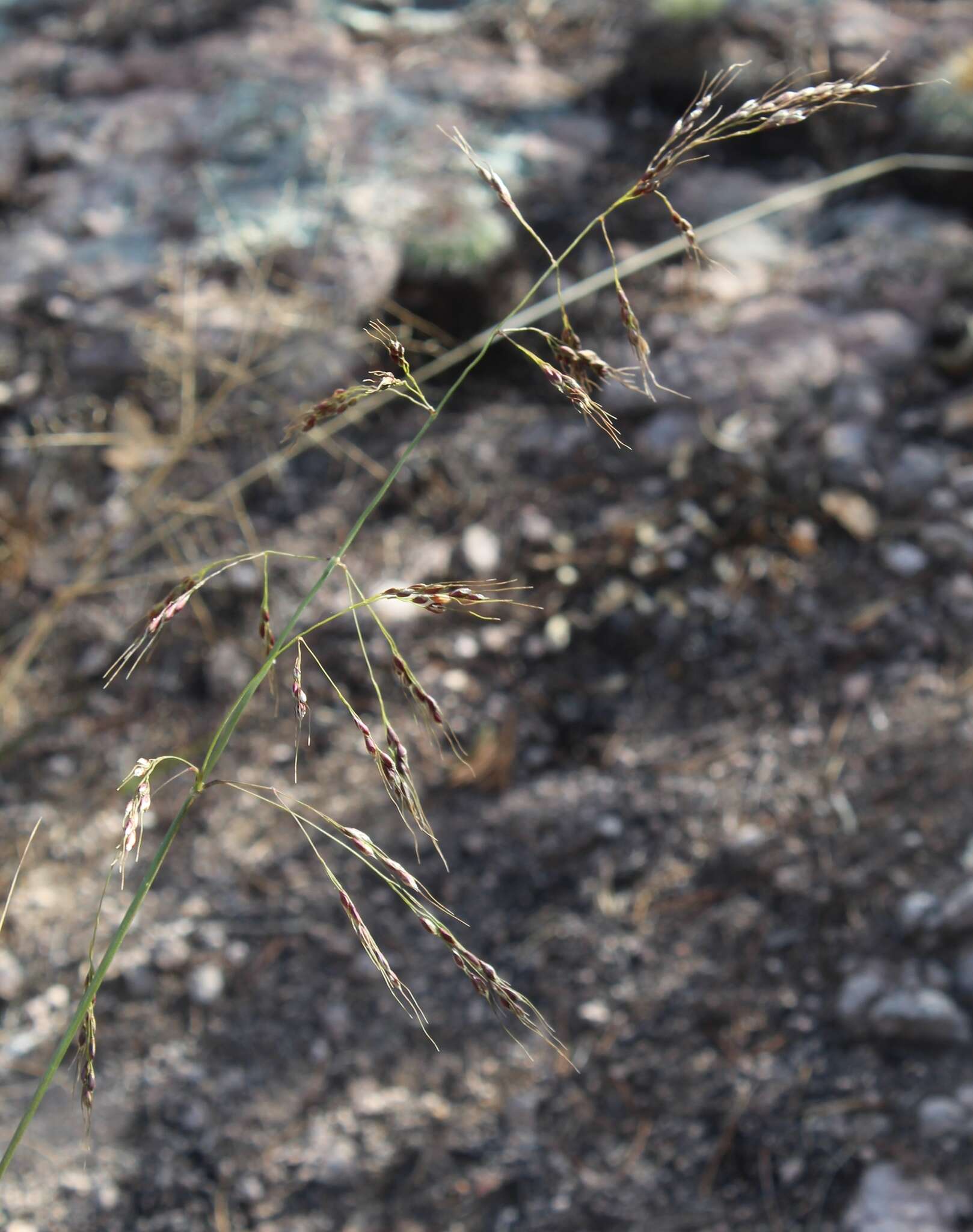 Image of pinyon ricegrass