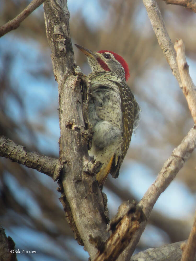 Image of Speckle-throated Woodpecker