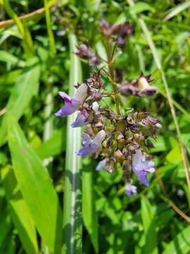 Image de Isodon amethystoides (Benth.) H. Hara