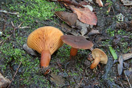 Image of Lactarius serifluus (DC.) Fr. 1838