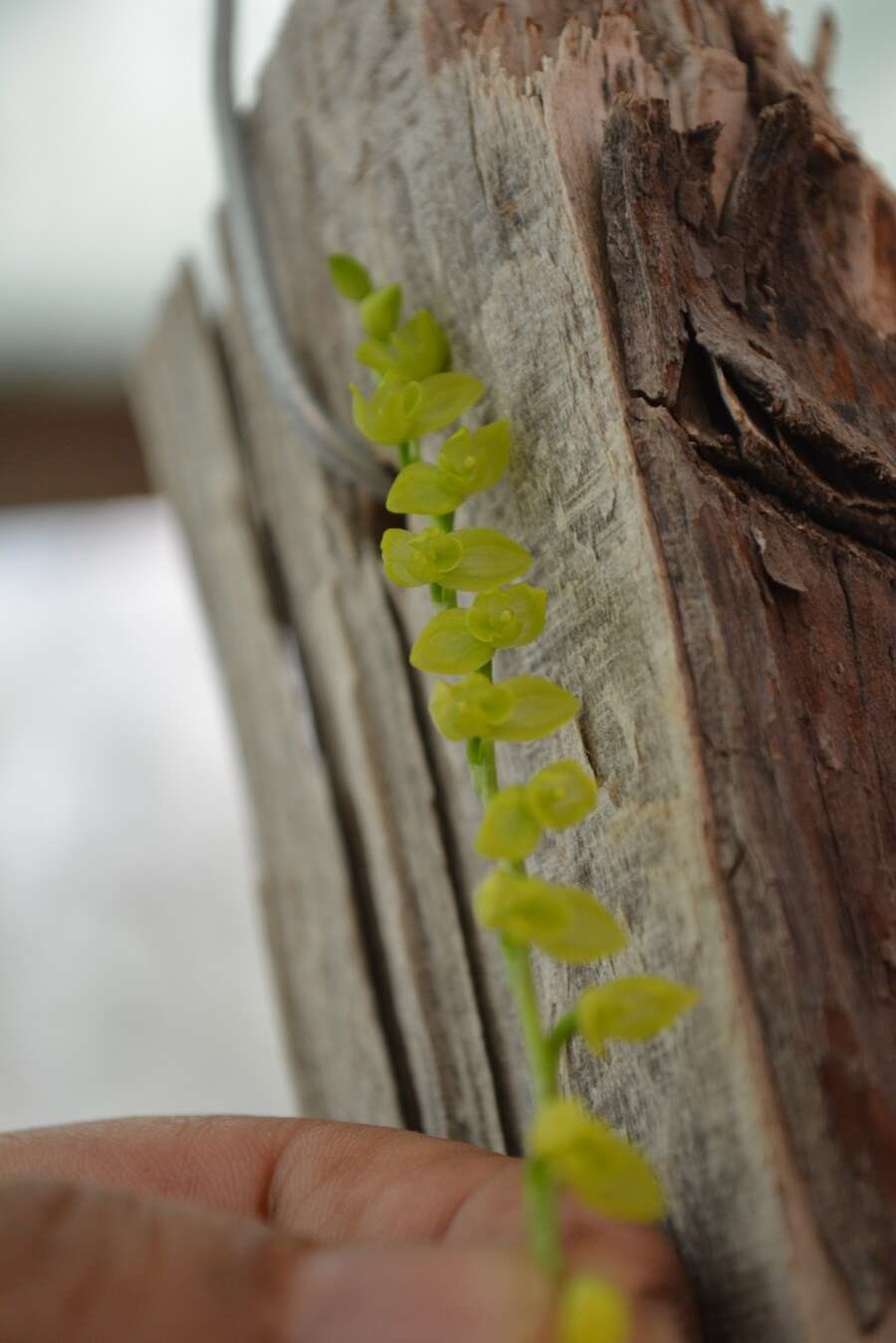 Image of Stelis quadrifida (Lex.) Solano & Soto Arenas