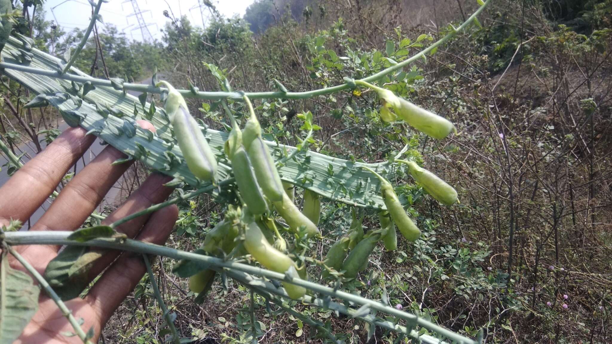 صورة Crotalaria pallida Aiton