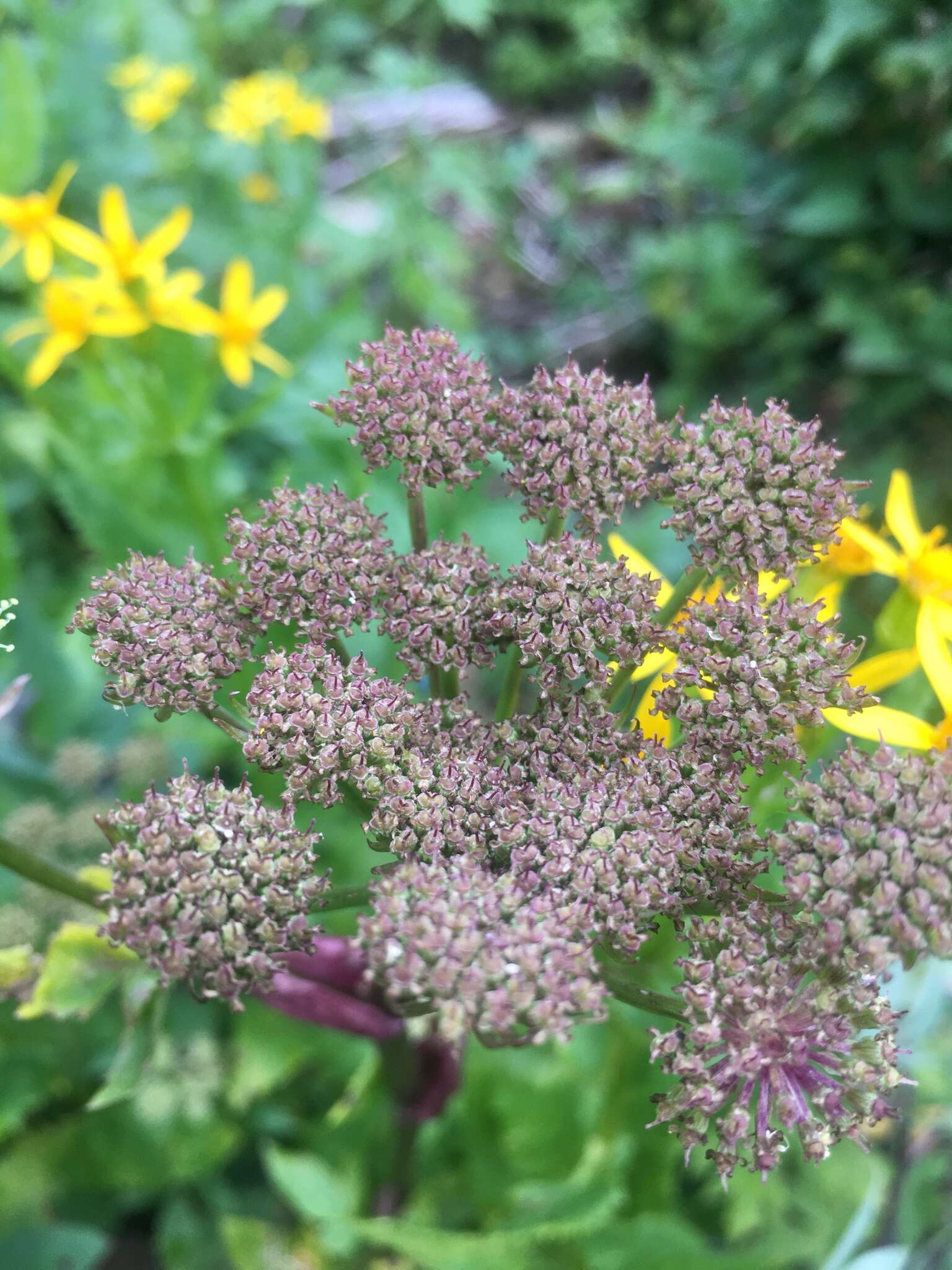 Слика од Angelica pinnata S. Wats.