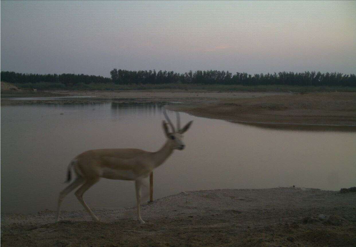 Plancia ëd Gazella marica Thomas 1897