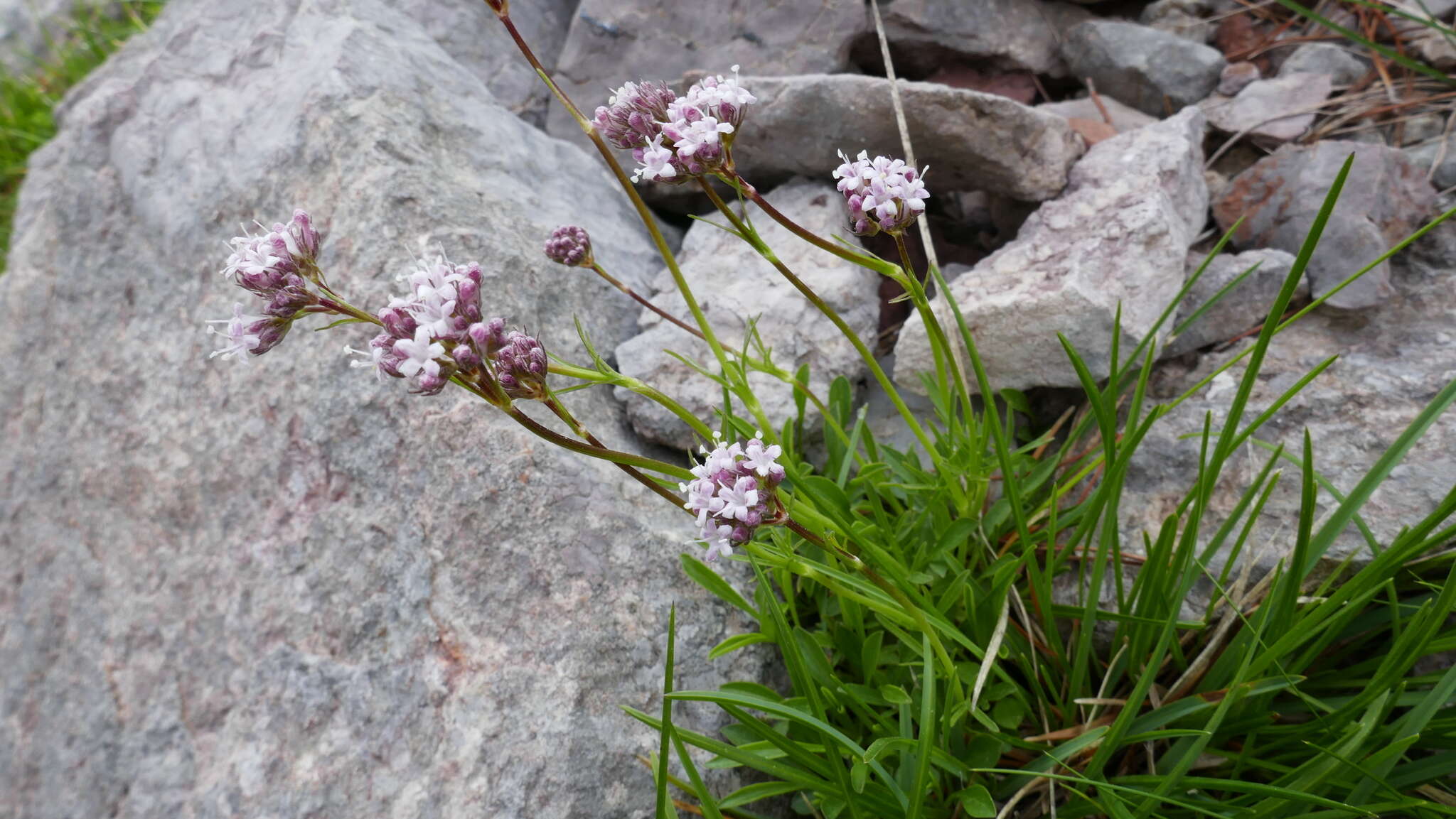 Image of Valeriana apula Pourr.